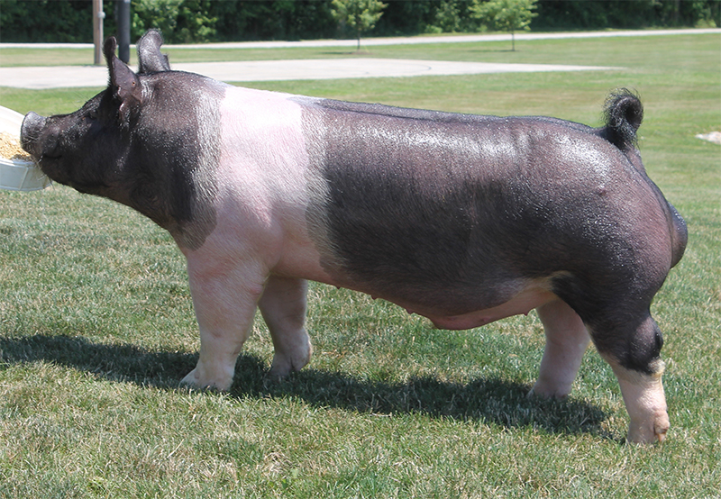 Upperhand Genetics Herd Sires