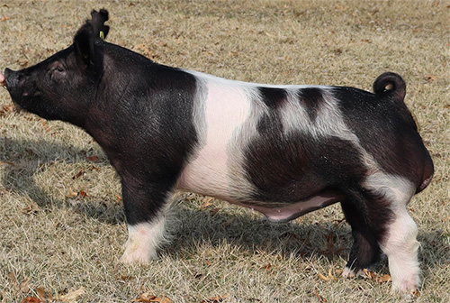 upperhand-genetics-herd-sires