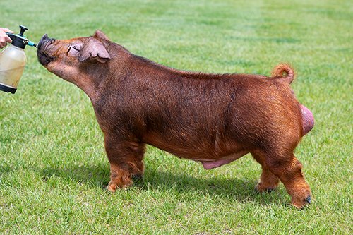 Preach
