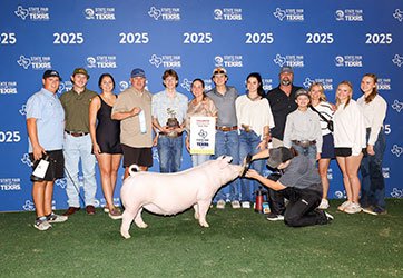 champion chester gilt
2025 TX State Fair