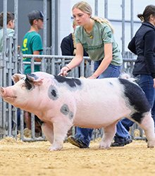 Reserve Spot Gilt
2025 Aksarben
