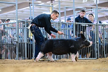 3rd overall berkshire Gilt
2025 OH State Fair