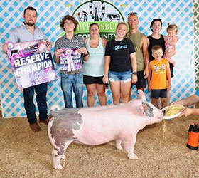 Reserve grand market hog
2025 Shippensburg County-PA