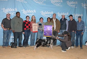 Grand Champion Barrow
2026 Lubbock County-TX