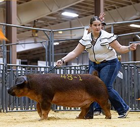 Grand Champion Duroc Gilt
2026 NSR Fall Classic