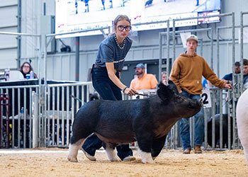 reserve div 1 dark crossbred barrow
2026 AKSARBEN