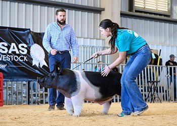 reserve div 2 dark crossbred barrow
2026 AKSARBEN