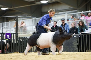 3rd overall barrow & champion dark crossbred
2026 EYO