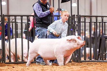 RESERVE LANDRACE GILT
2026 American Royal